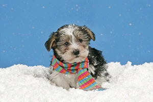 Dog. Lhasa Apso cross puppy (7 weeks old) with scarf on in snow Dog. Lhasa Apso cross puppy (7 weeks old) with scarf on in snow