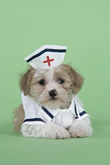 Dog. Lhasa Apso cross puppy (7 weeks old) in nurses outfit Dog. Lhasa Apso cross puppy (7 weeks old) in nurses outfit