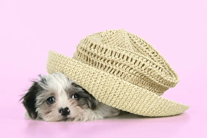 Dog. Lhasa Apso cross puppy (7 weeks old) under hat Dog. Lhasa Apso cross puppy (7 weeks old) under hat