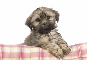 <b class=qtipBold><figcaption>Dog - Lhasa Apso - puppy</figcaption></b><br><em>© J. M. Labat / ardea.com</em> Dog - Lhasa Apso - puppy
