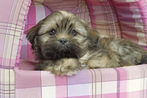 Dog - Lhasa Apso - puppy - in bedding Dog - Lhasa Apso - puppy - in bedding