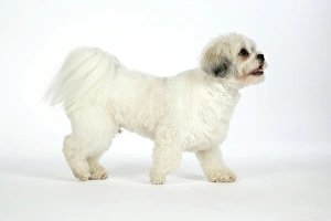 DOG - Lhasa Apso, in puppy cut, walking side view DOG - Lhasa Apso, in puppy cut, walking side view