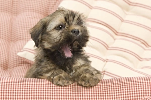 Dog - Lhasa Apso - puppy yawning Dog - Lhasa Apso - puppy yawning