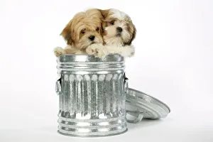 DOG - Lhasa Apso & Shih Tzu puppies in a dustbin DOG - Lhasa Apso & Shih Tzu puppies in a dustbin