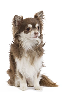 Dog - Long-haired Chihuahua in studio Dog - Long-haired Chihuahua in studio