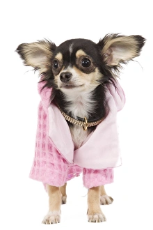 Dog - Long-haired Chihuahua wearing pink jacket Dog - Long-haired Chihuahua wearing pink jacket
