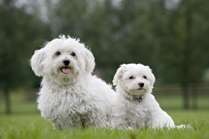 Dog - Maltese adult with puppy in garden Dog - Maltese adult with puppy in garden