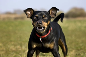 Dog - Manchester Terrier barking Dog - Manchester Terrier barking