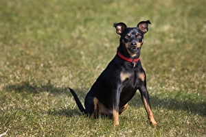 Dog - Manchester Terrier sitting in garden Dog - Manchester Terrier sitting in garden