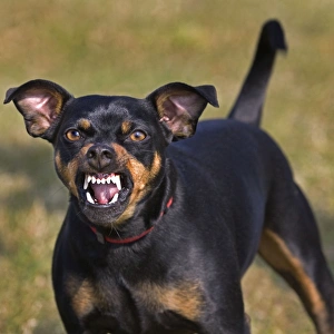 Dog - Manchester Terrier snarling Dog - Manchester Terrier snarling