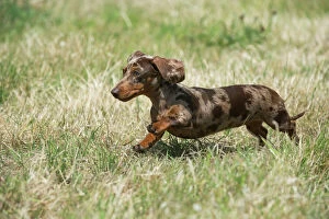 Dog - Mini Dachshunds - smooth running in a field