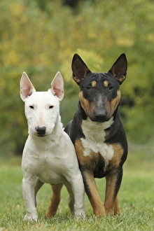 <b class=qtipBold><figcaption>Dog - Miniature Bull Terrier</figcaption></b><br><em>© J. M. Labat / ardea.com</em> Dog - Miniature Bull Terrier
