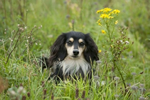 DOG - Miniature long haired dachshund DOG - Miniature long haired dachshund