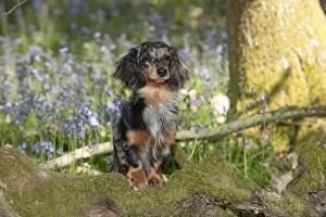 DOG - Miniature long haired dachshund in bluebells DOG - Miniature long haired dachshund in bluebells