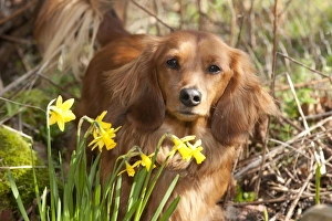 Dog - Miniature Long Haired Dachshund - by Daffodils Dog - Miniature Long Haired Dachshund - by Daffodils