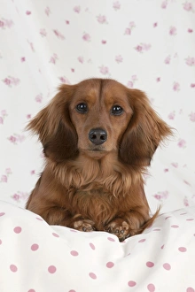 Dog - Miniature Long Haired Dachshund - lying down Dog - Miniature Long Haired Dachshund - lying down