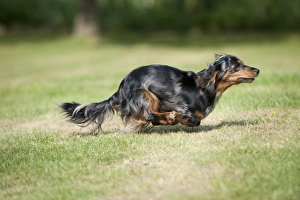 DOG - Miniature long haired dachshund running in garden DOG - Miniature long haired dachshund running in garden