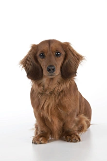 Dog - Miniature Long Haired Dachshund - sitting down Dog - Miniature Long Haired Dachshund - sitting down
