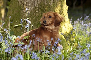 DOG - Miniature long haired dachshund sitting in bluebells DOG - Miniature long haired dachshund sitting in bluebells