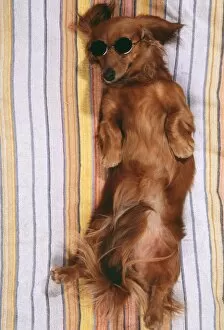 Images Dated 29th November 2007: DOG - Miniature long-haired dachshund / Teckel - sunbathing, wi