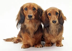 Dog - Miniature Long-Haired Dachshund x2