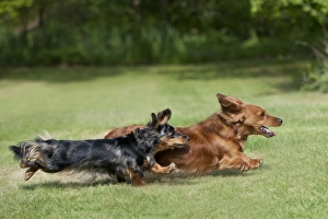 DOG - Miniature long haired dachshunds running in garden DOG - Miniature long haired dachshunds running in garden
