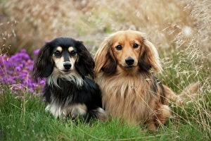 Images Dated 8th September 2011: DOG - Miniature long haired dachshunds sitting together
