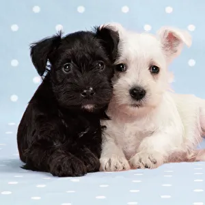 Dog. Miniature Schnauzer puppies (6 weeks old) on blue background Dog. Miniature Schnauzer puppies (6 weeks old) on blue background