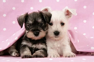 Utility Breeds Collection: Dog. Miniature Schnauzer puppies (6 weeks old) on pink background Digital Manipulation