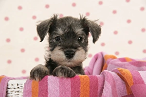 Dog. Miniature Schnauzer puppy (6 weeks old) Dog. Miniature Schnauzer puppy (6 weeks old)