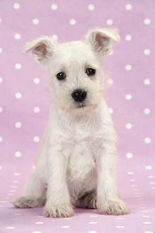 Dog. Miniature Schnauzer puppy on pink background Dog. Miniature Schnauzer puppy on pink background