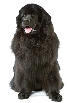 <b class=qtipBold><figcaption>Dog - Newfoundland</figcaption></b><br>LA-3254 Dog - Newfoundland Jean Michel Labat Please note that prints are for personal display purposes only and may not be reproduced in any way.<br><em>© J. M. Labat / ardea.com</em> Dog - Newfoundland