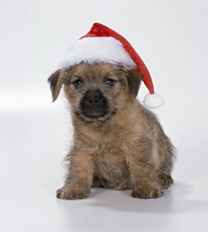 DOG - Norfolk Terrier puppy in Christmas hat DOG - Norfolk Terrier puppy in Christmas hat
