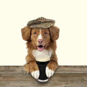 Dog - Nova Scotia Duck Tolling Retriever - wearing a cap and holding a pint of Stout Dog - Nova Scotia Duck Tolling Retriever - wearing a cap and holding a pint of Stout