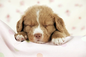 DOG - Nova scotia duck tolling retriever puppy sleeping (6 weeks) DOG - Nova scotia duck tolling retriever puppy sleeping (6 weeks)