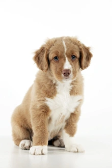 DOG - Nova scotia duck tolling retriever puppy sitting (8 weeks) DOG - Nova scotia duck tolling retriever puppy sitting (8 weeks)