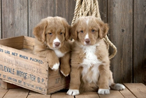 DOG - Nova scotia duck tolling retriever puppy sitting next to puppy sitting in box DOG - Nova scotia duck tolling retriever puppy sitting next to puppy sitting in box