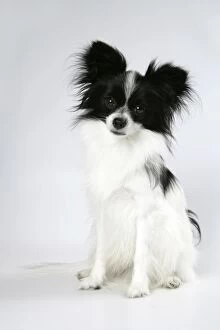 Images Dated 30th August 2007: DOG. Papillion
