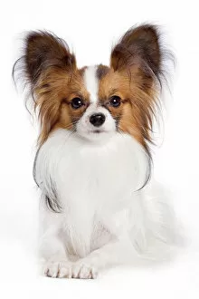 Images Dated 24th October 2010: Dog - Papillon