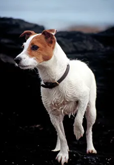 Dog - Parson Jack Russell - Wet from swimming Dog - Parson Jack Russell - Wet from swimming
