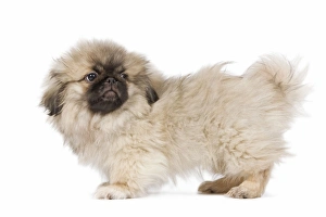Dog - Pekingese puppy in studio Dog - Pekingese puppy in studio