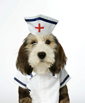 Dog - Petit Basset Griffon Vendeen puppy - 4 months old in nurse uniform Dog - Petit Basset Griffon Vendeen puppy - 4 months old in nurse uniform