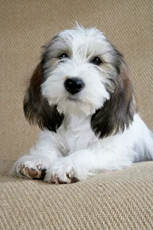 Dog - Petit Basset Griffon Vendeen puppy - 4 months old Dog - Petit Basset Griffon Vendeen puppy - 4 months old