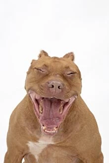 Images Dated 1st February 2017: DOG. Pit Bull Terrier, mouth open yawning