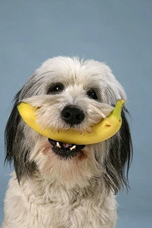 Dog - Polish Lowland Sheepdog holding a banana Dog - Polish Lowland Sheepdog holding a banana