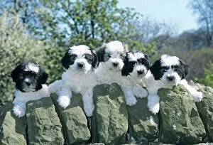 DOG - Polish Lowland Sheepdog puppies