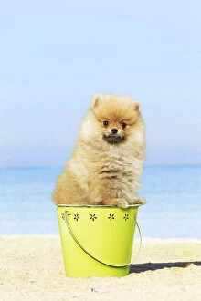 Dog - Pomeranian - on beach Dog - Pomeranian - on beach