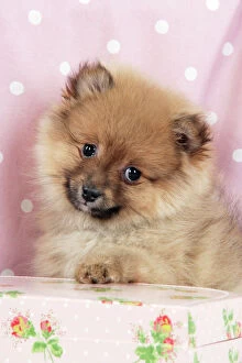 Images Dated 12th February 2009: Dog. Pomeranian puppy (10 weeks old) with pink suitcase