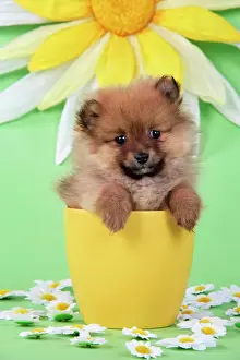 Pomeranian Puppy in Flower Pot Print (10 weeks Art Prints