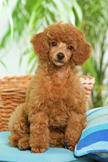 Dog - Poodle - apricot colour Dog - Poodle - apricot colour